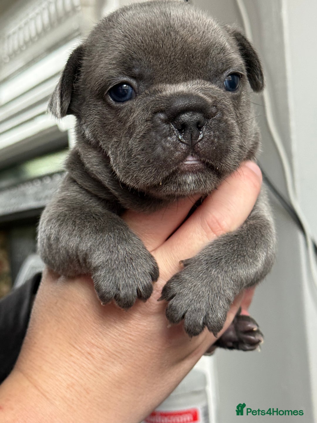French Bulldog dogs for sale: French bulldog pups ❤️ - Image 2