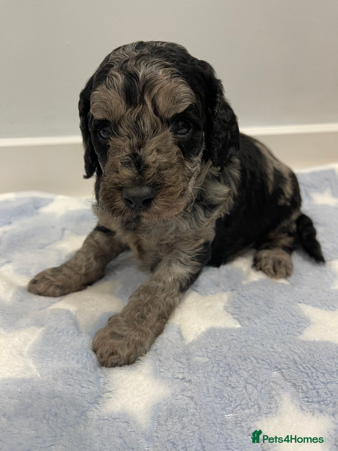 Cockapoo dogs for sale: Stunning F2 Cockapoo puppies fully DNA tested  - Image 26