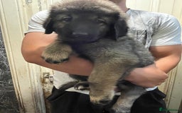 Caucasian Shepherd Dog dogs for sale: Beautiful pups from large parents  - Image 5