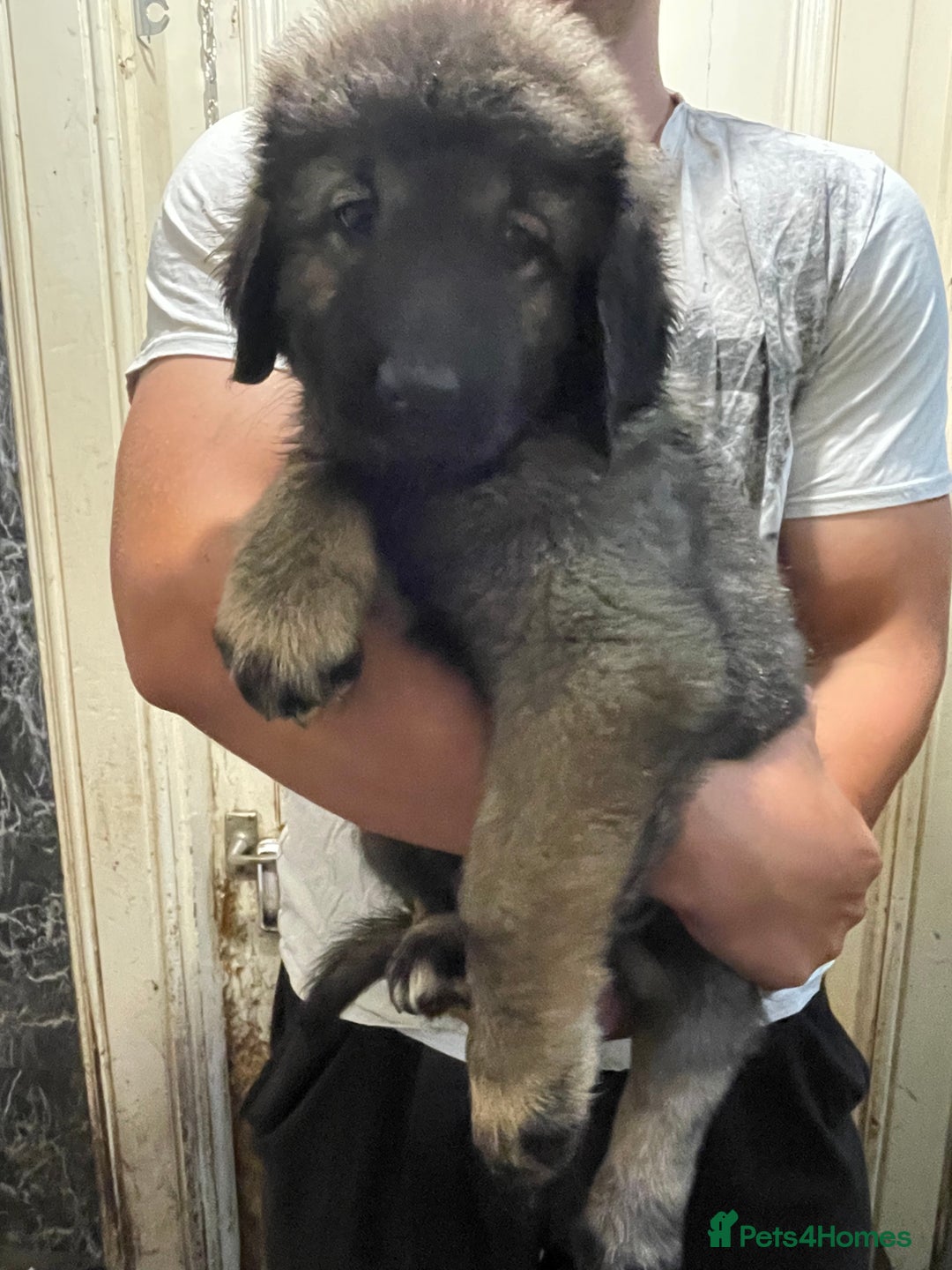 Caucasian Shepherd Dog dogs for sale: Beautiful pups from large parents  - Image 5