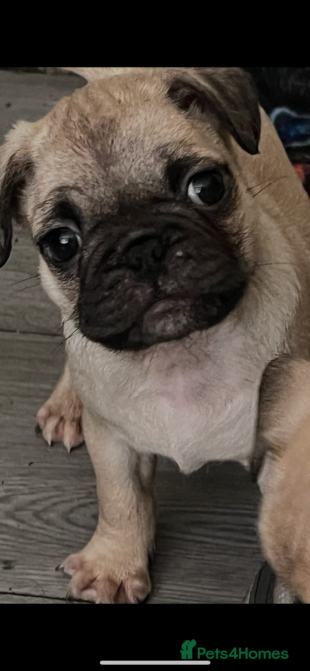 Frug dogs for sale: Pug puppies  - Advert 10