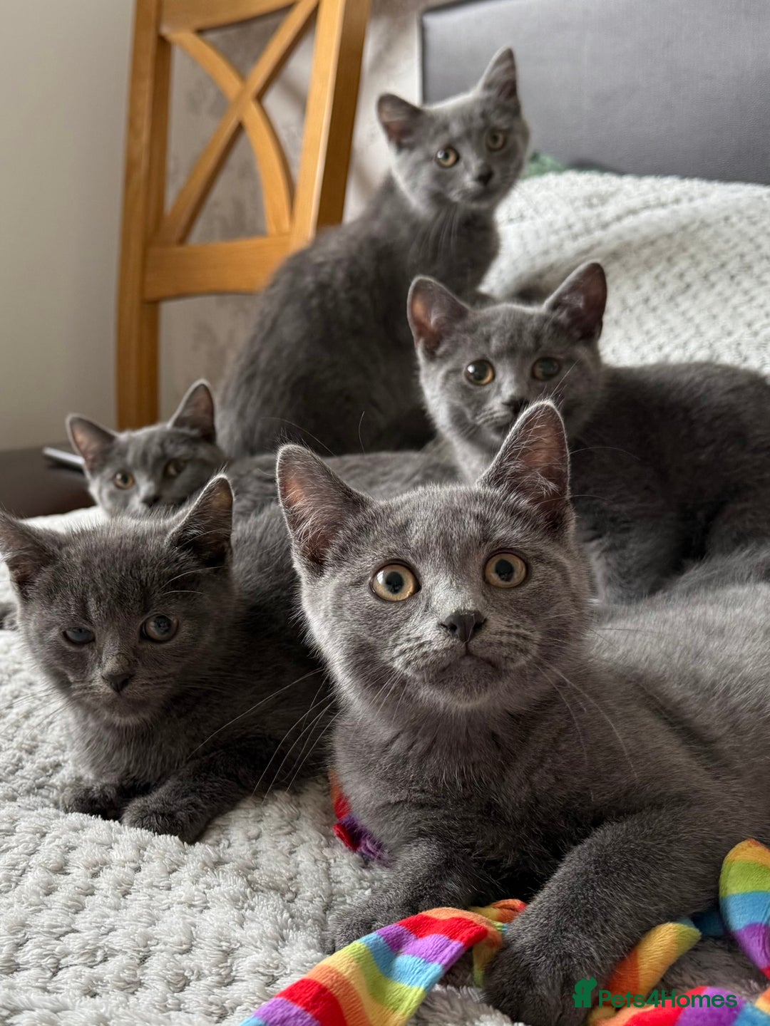 Russian Blue cats for sale: Russian Blue Kittens - Image 8