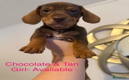 Miniature Dachshund dogs for sale: Miniature Dachshund puppies for sale     - Image 4