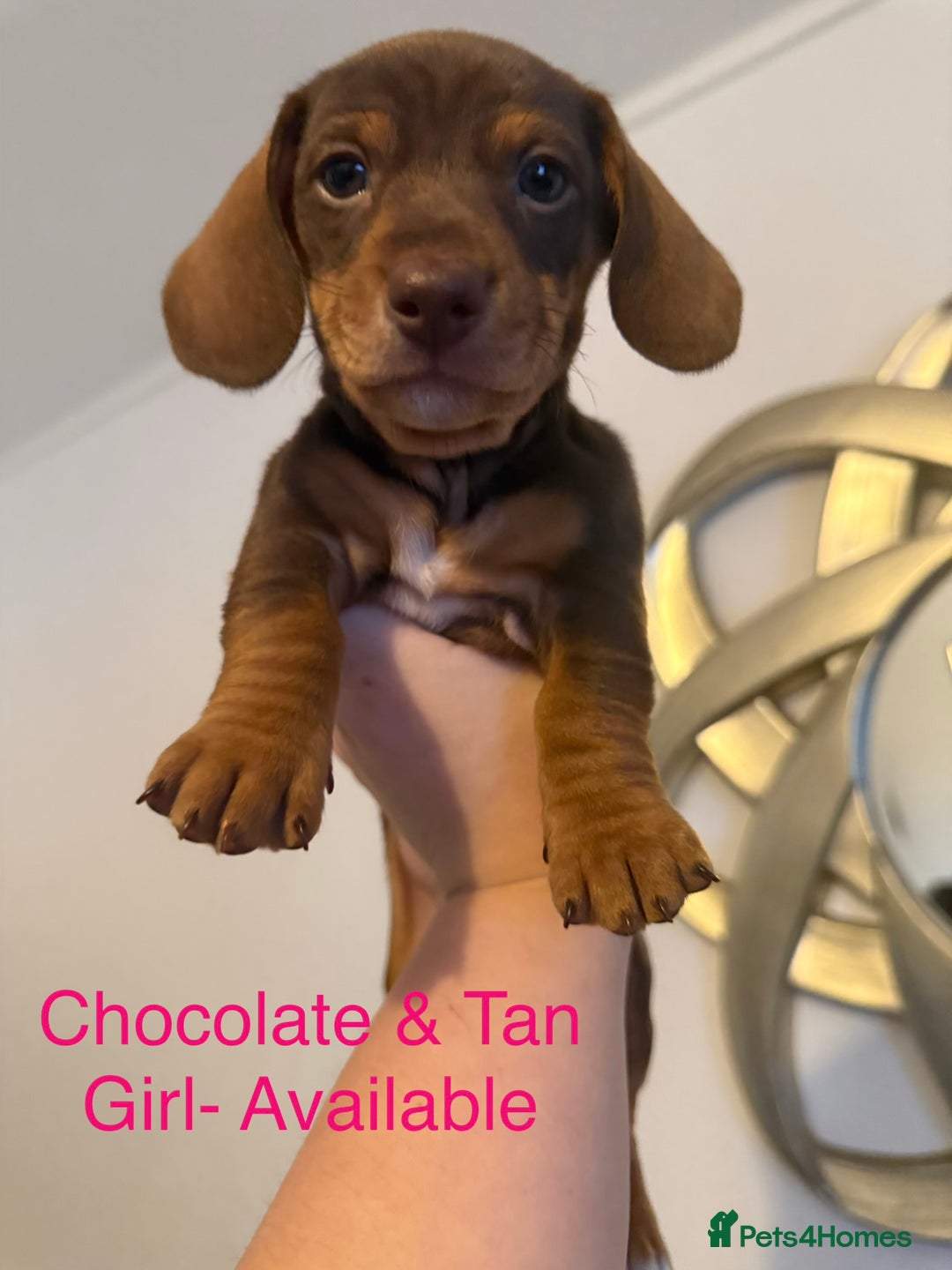 Miniature Dachshund dogs for sale: Miniature Dachshund puppies for sale     - Image 4