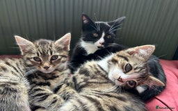 Mixed Breed cats for sale: Gorgeous, playful little kittens - Image 14