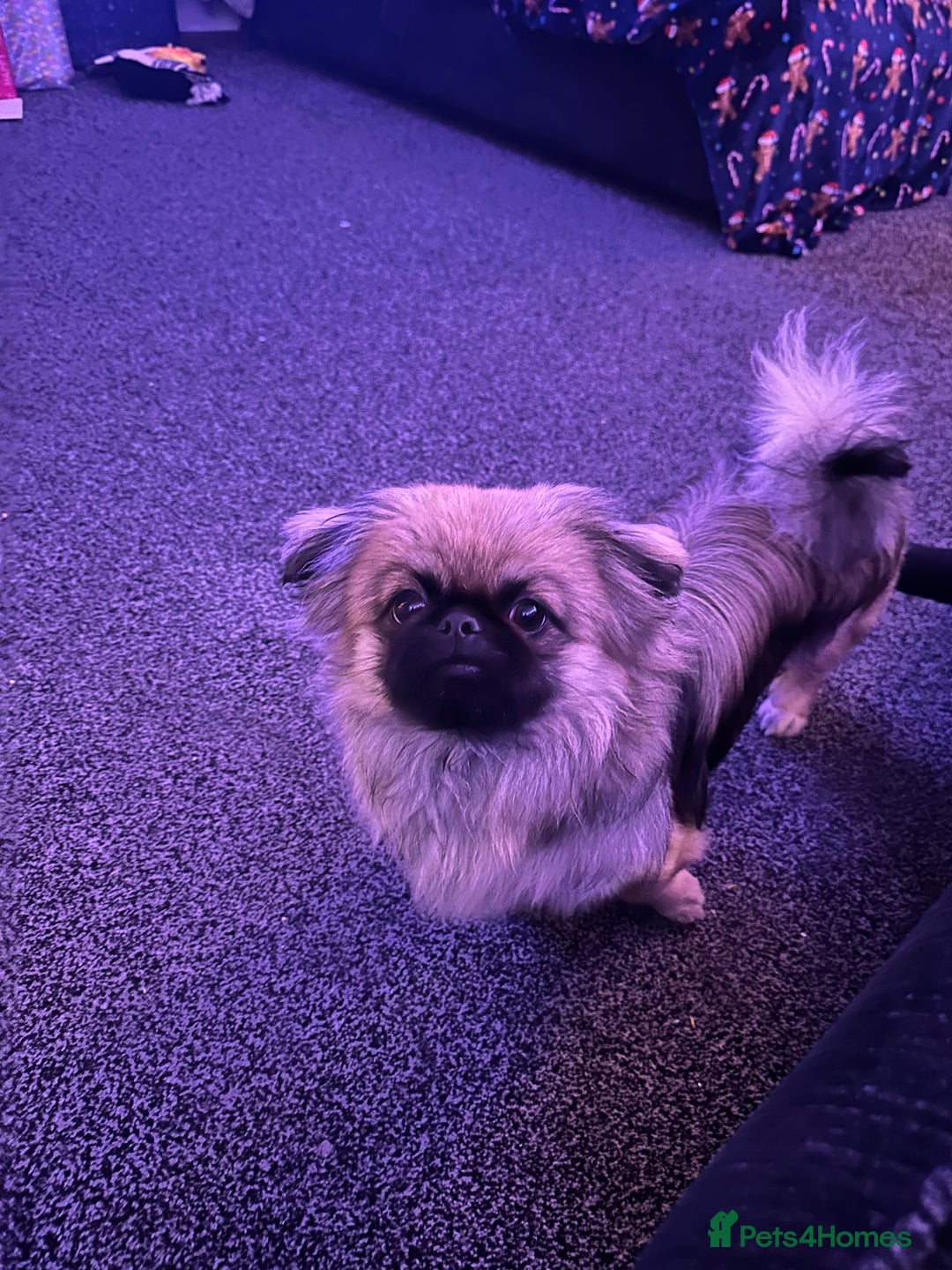 Pekingese dogs for stud: PEKINGESE STUD - Advert 2