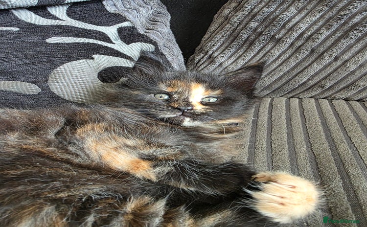 Maine Coon cats for sale - Advert 1