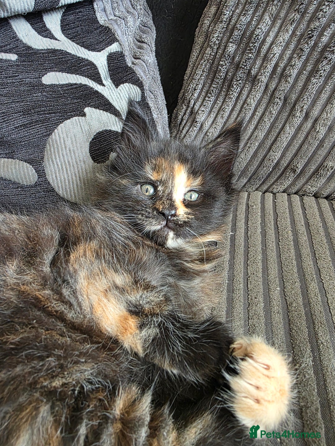 Maine Coon cats for sale: 5 chunky babys - Image 4