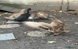 Ducks poultry for sale: 4 mixed ducks for sale - Image 2