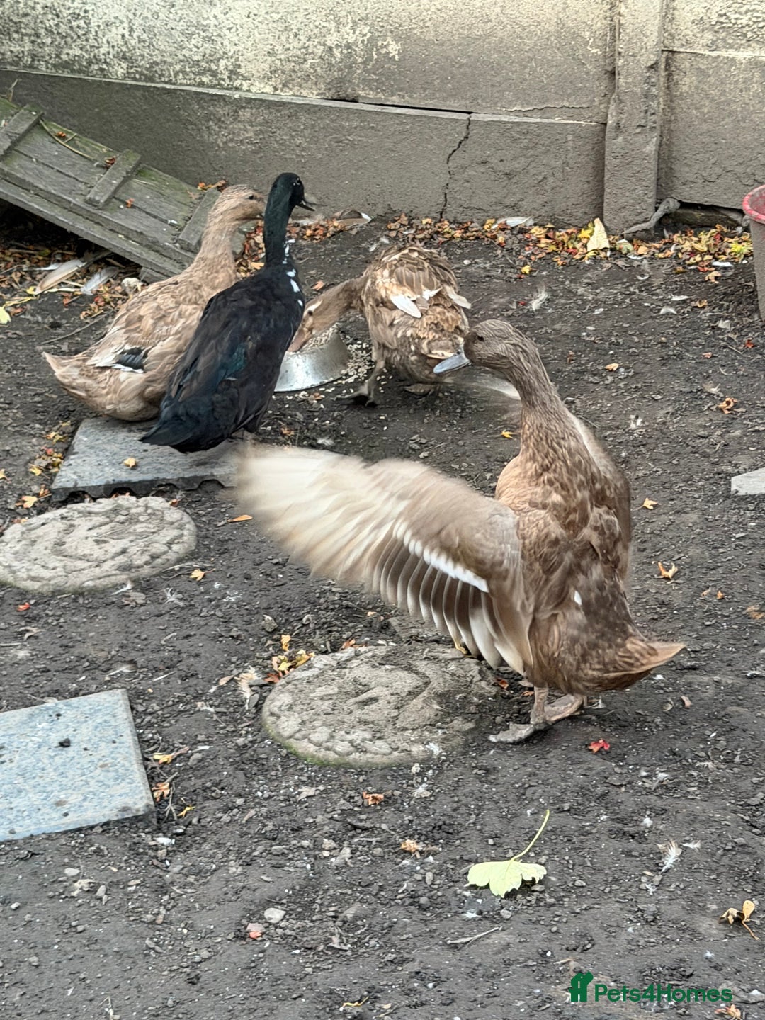 Ducks poultry for sale: 4 mixed ducks for sale - Image 2