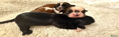 Shih Tzu Puppy 3