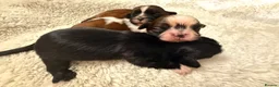 Shih Tzu dogs for sale: Shi tzu puppy’s  - Advert 3