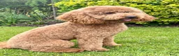 Mini Goldendoodle dogs for sale: F1 HEALTH TESTED, 5* BREEDER & POLICE DOG TRAINER - Advert 20