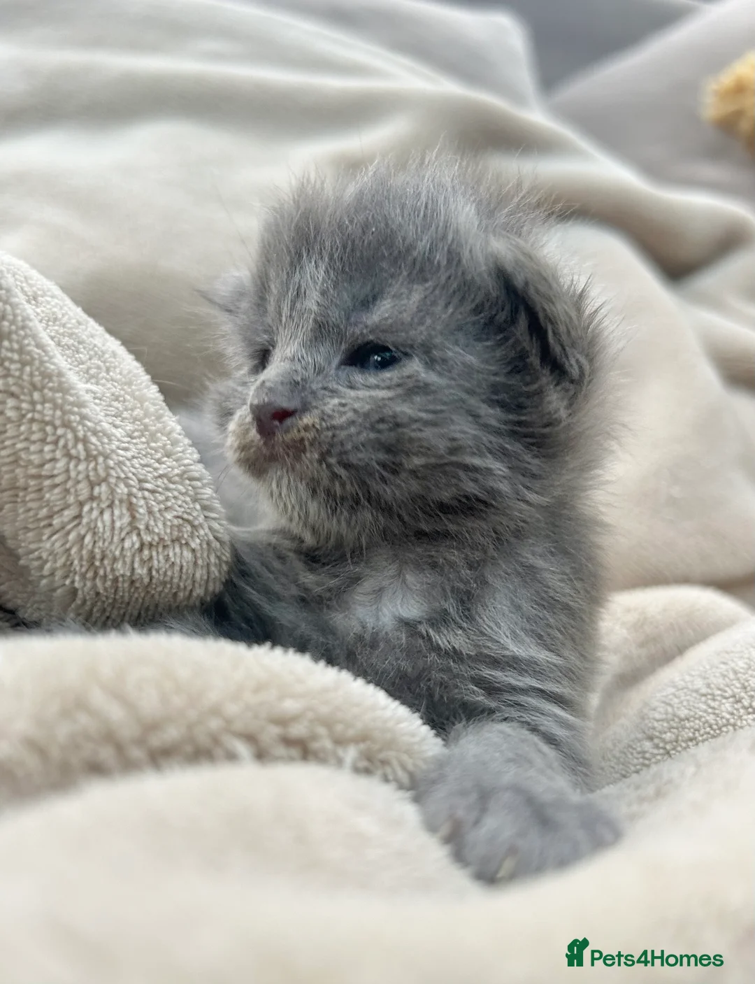 Maine Coon cats for sale: Stunning TICA registered blue-smoke kittens - Advert 2