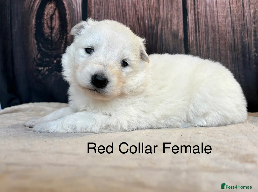 Mixed Breed dogs for sale: KC White Swiss Shepherd X KC German Shepherd Pups - Advert 7