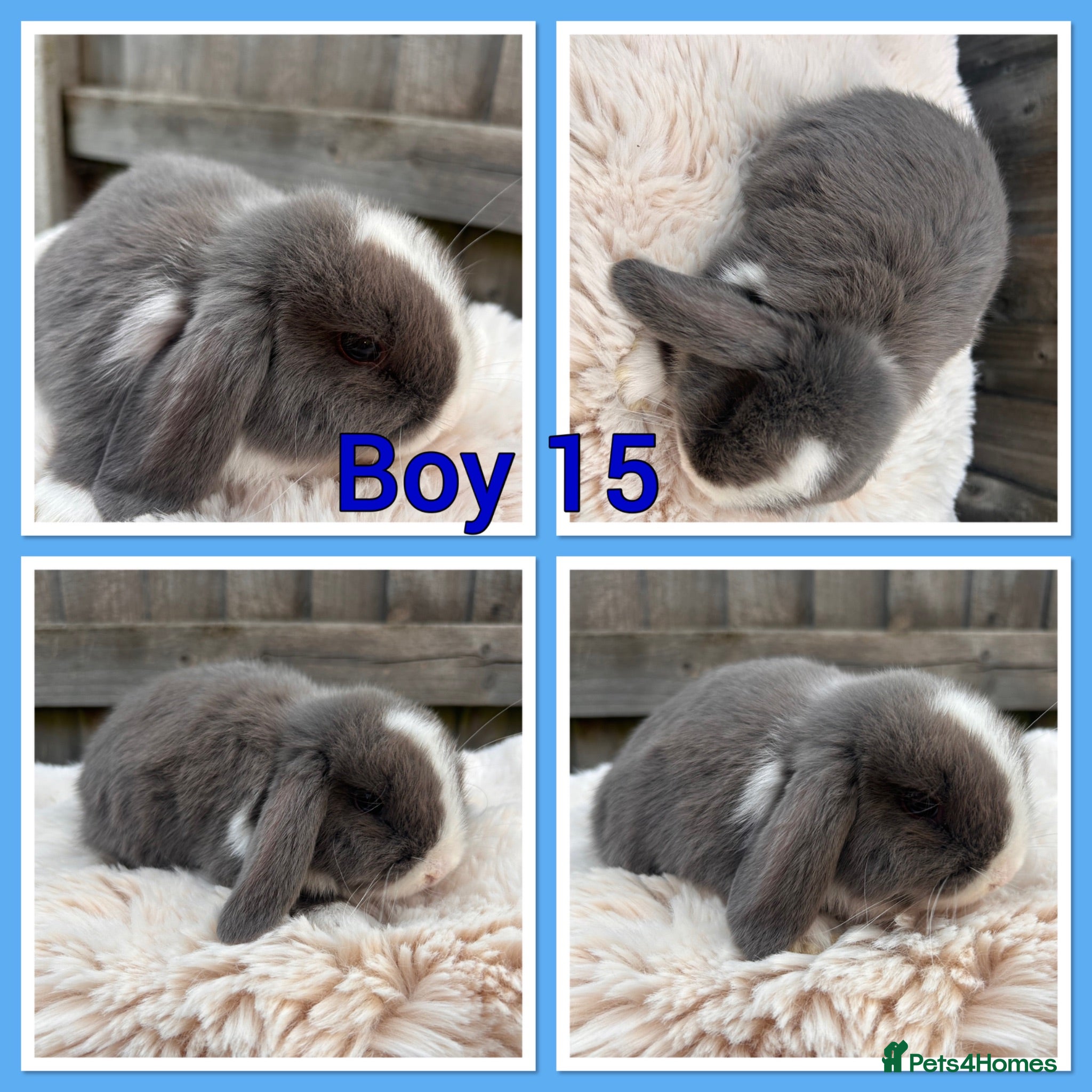 Mini Lop rabbits Pure Mini Lop babies  - Advert 2
