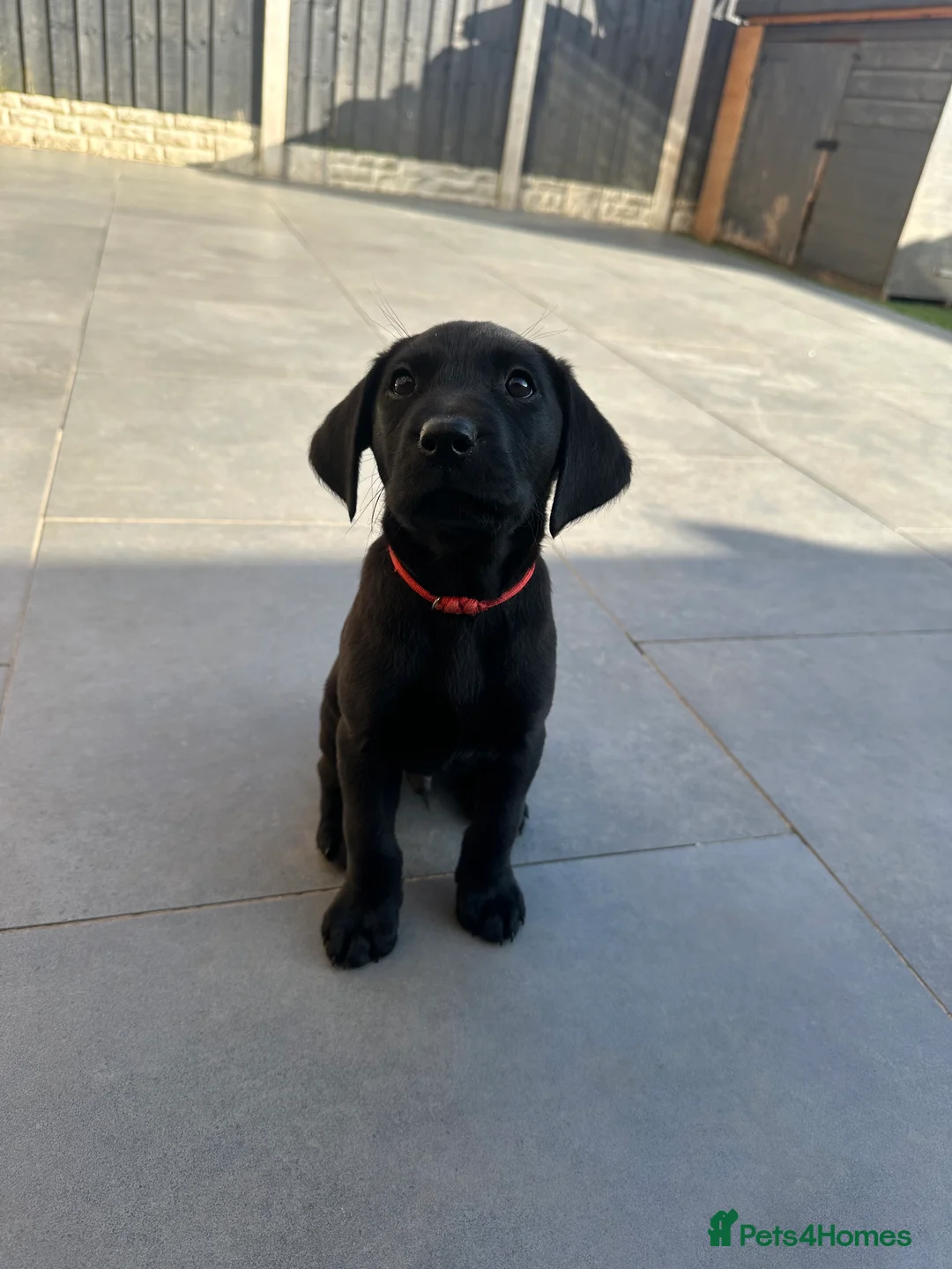 Labrador Retriever dogs for sale: International FTCH sired working Labrador pups  - Advert 2