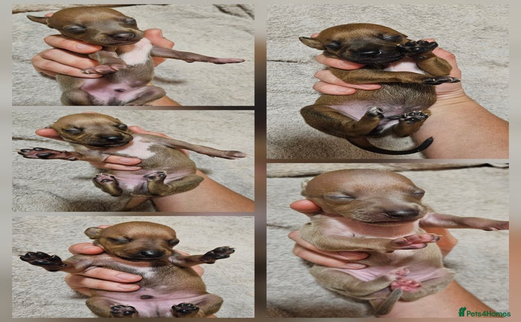 Italian Greyhound dogs - Advert 1