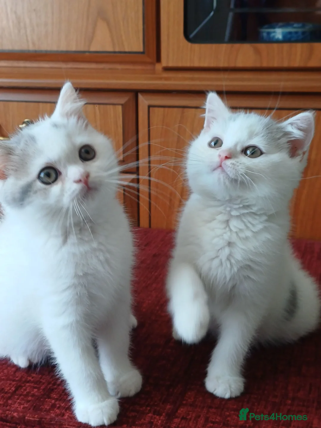 British Shorthair cats for sale: Ready to leave! 🐱 - Advert 2