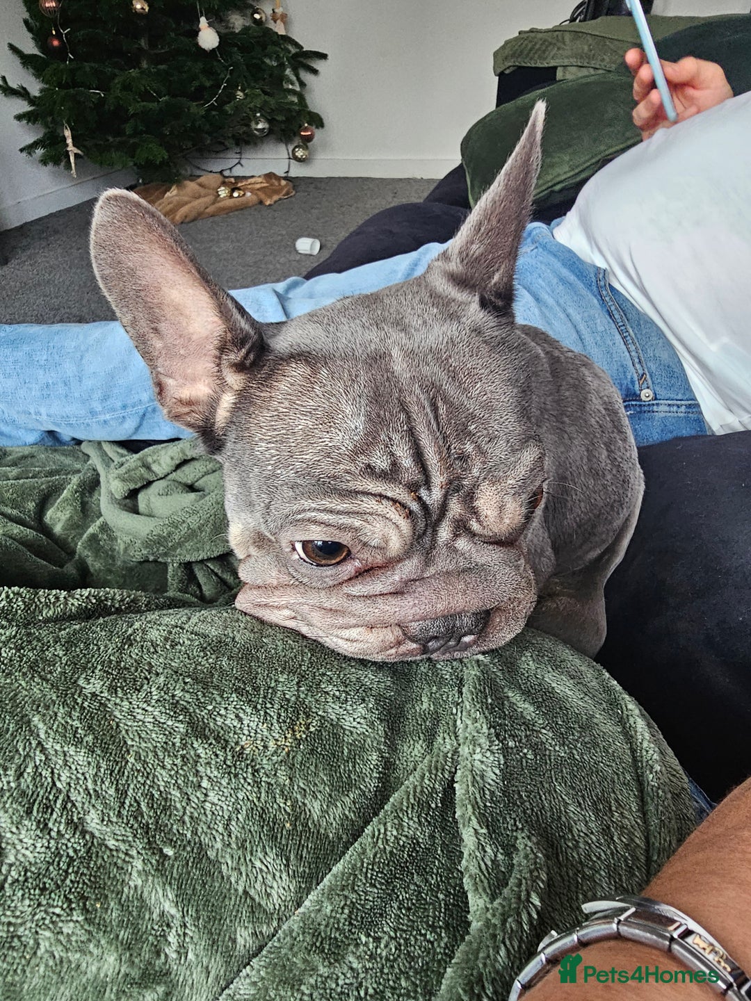 French Bulldog dogs for sale: Frenchie - Advert 2