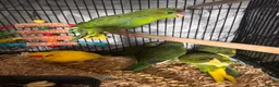 Parakeets birds for sale: Kakariki parakeets  - Advert 4