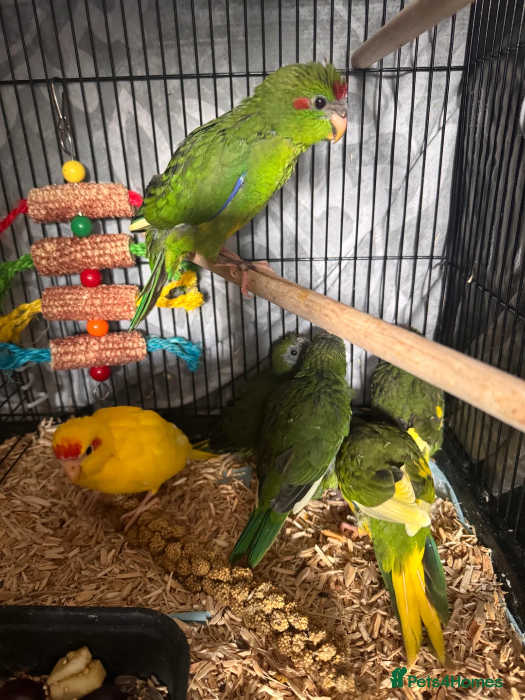 Parakeets birds for sale: Kakariki parakeets  - Advert 4