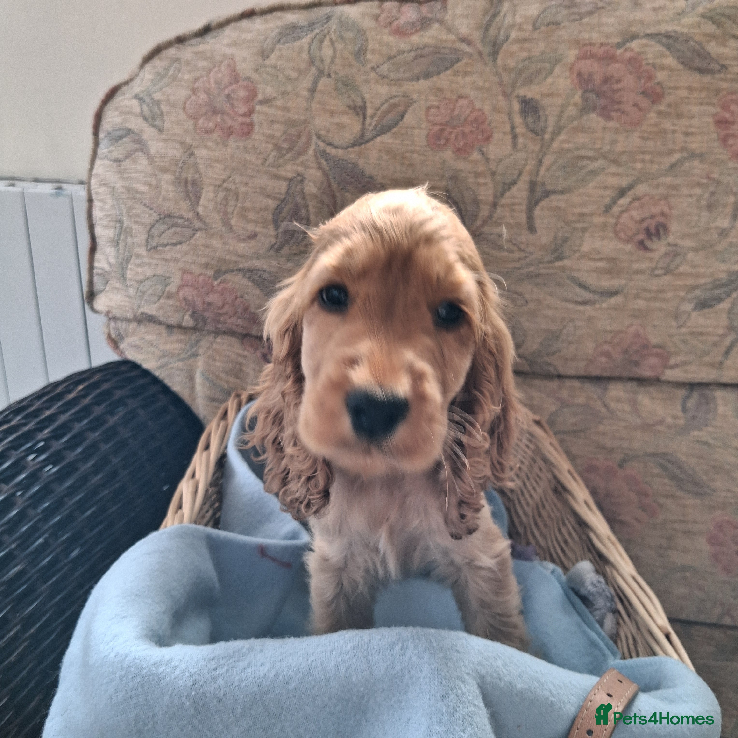 Cocker Spaniel dogs Health tested kc reg golden show cocker spaniels - Advert 2
