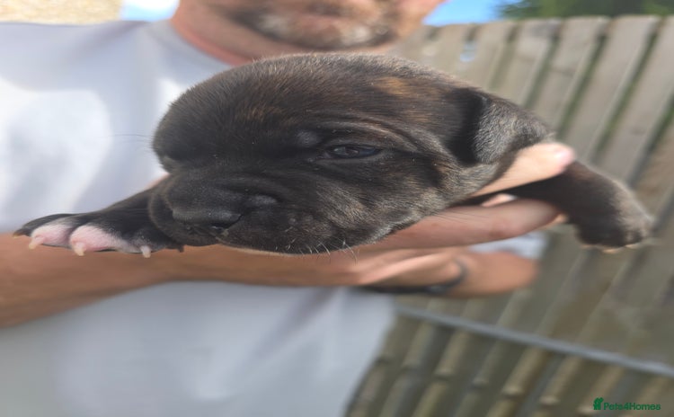 Staffordshire Bull Terrier dogs - Advert 1