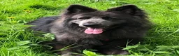 German Shepherd dogs for sale: Blue German shepherd  - Advert 1