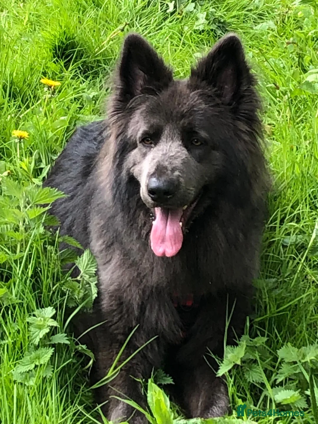 German Shepherd dogs for sale: Blue German shepherd  - Advert 1