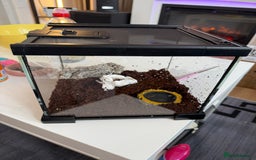 Mixed Breed reptiles for sale: Sazima tarantula juvenile and tank  - Image 2