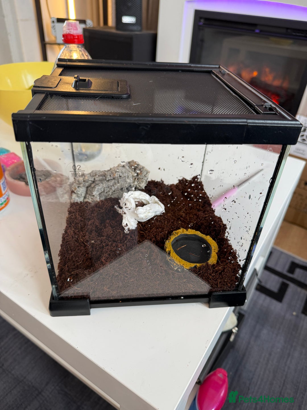 Mixed Breed reptiles for sale: Sazima tarantula juvenile and tank  - Image 2