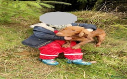 Cocker Spaniel dogs for sale: Cocker spaniel puppies🐶 - Image 2