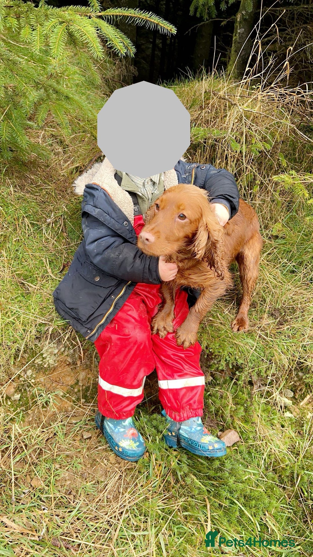 Cocker Spaniel dogs for sale: Cocker spaniel puppies🐶 - Image 2