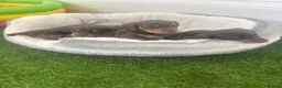 Dachshund dogs for sale: Gorgeous dachshund puppies  - Advert 9
