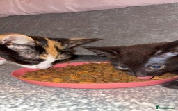 Mixed Breed cats for sale: One female kitten  - Image 8