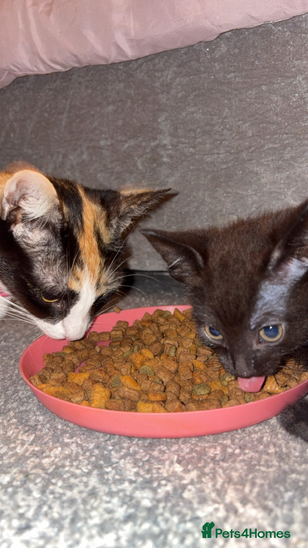 Mixed Breed cats for sale: One female kitten  - Image 8