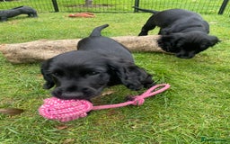 Cocker Spaniel dogs for sale: One boy and one girl - Image 4