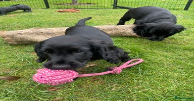 Cocker Spaniel dogs - Advert 13