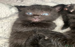 Mixed Breed cats for sale: Mix/English shorthair  - Image 3