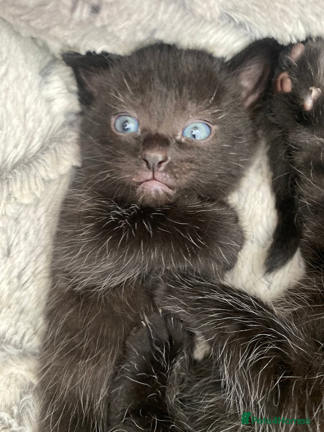 Mixed Breed cats for sale: Mix/English shorthair  - Image 3