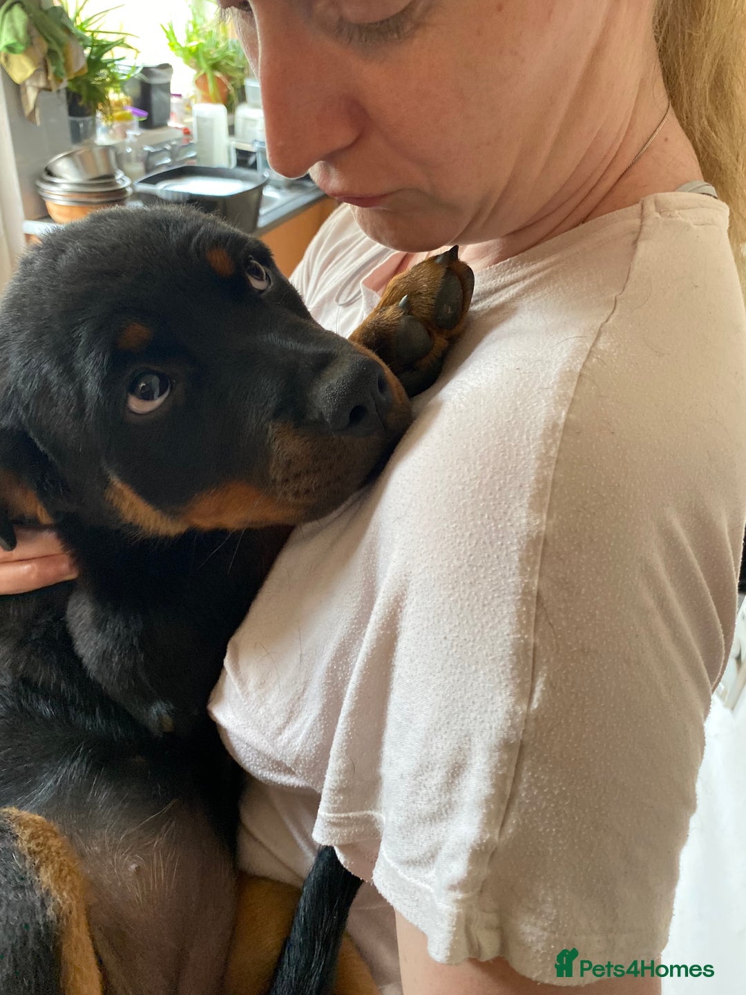Rottweiler dogs for sale: KC Champion blood lines Rottweiler puppies  - Image 22