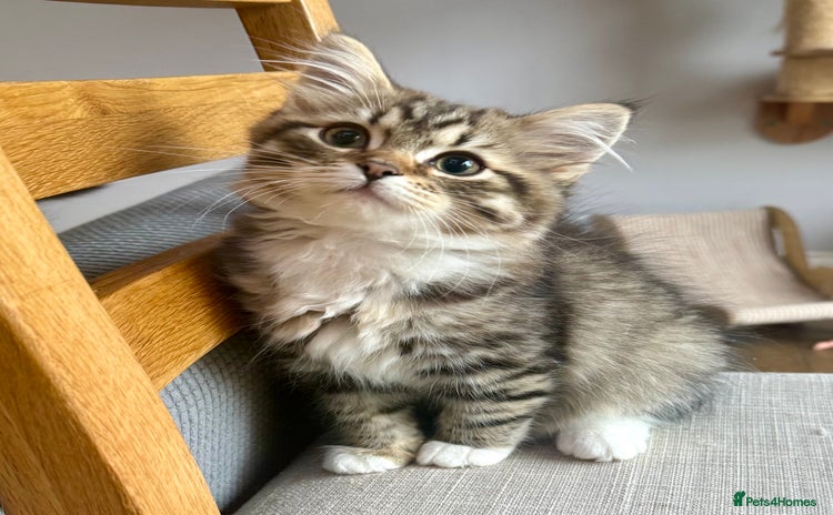 Siberian cats Champion line kitten😻😽🐈 - Advert 8