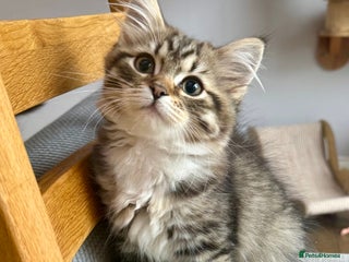 Siberian cats Champion line kitten😻😽🐈 - Advert 9