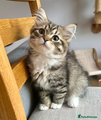 Siberian cats Champion line kitten😻😽🐈 - Advert 8