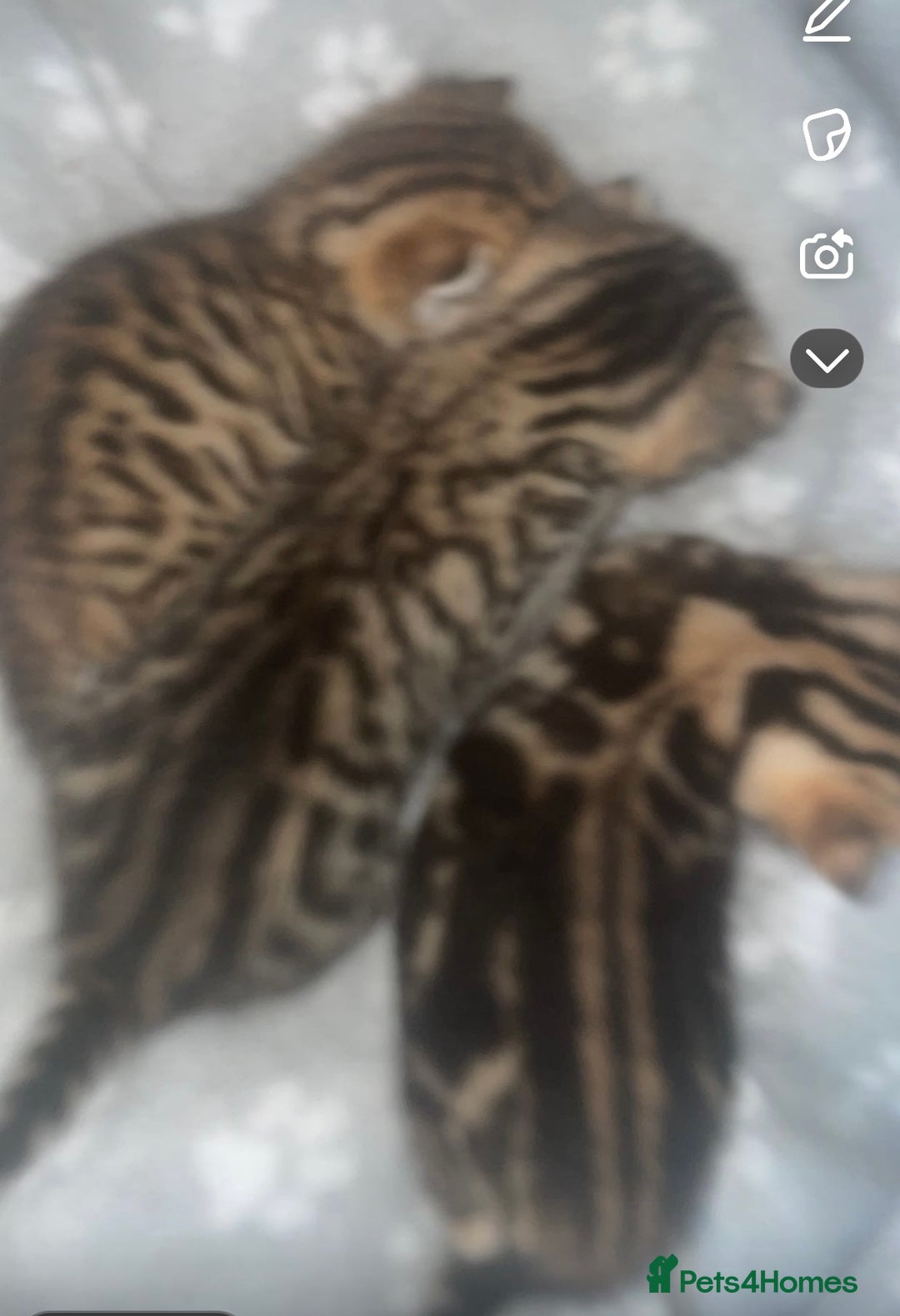 Bengal cats for sale: 4 Bengal kittens for sale  - Image 7