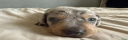 Miniature Dachshund dogs for sale: Miniature dachshund pups - Advert 16