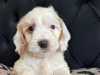 Cockapoo dogs - Advert 32