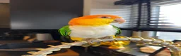 Parrots birds for sale: Caique yellow thighed - Advert 3