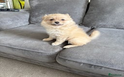 Pomeranian dogs for sale: Pomeranian puppies girl and boy  - Image 8